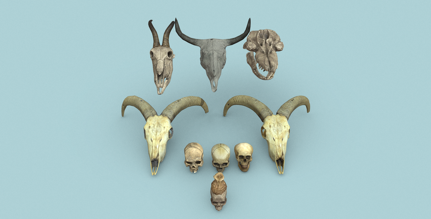 Ultimate Bones 65+ - ViceVoxel