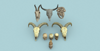 Ultimate Bones 65+ - ViceVoxel