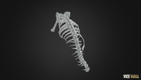 PBR Dinosaur Bone